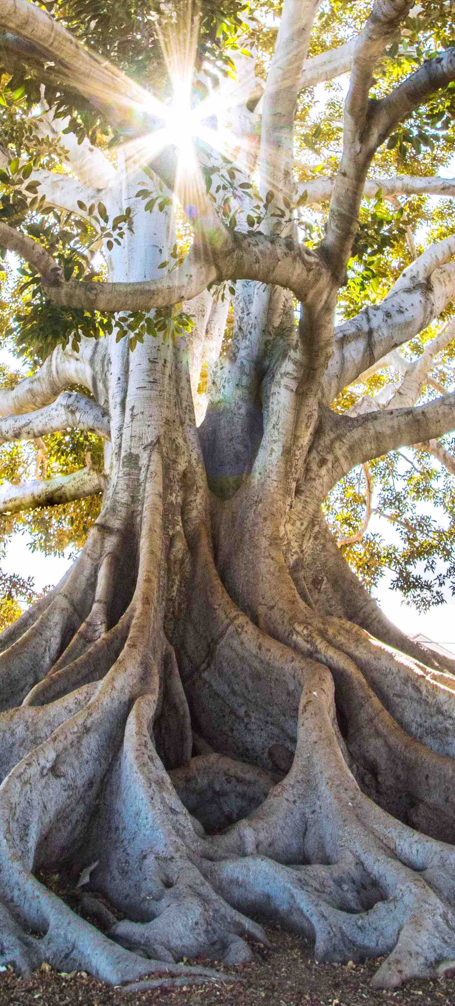 Big Lazy Relaxed Tree